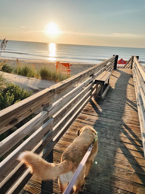 Morning Beach Walk, French Beach, Morning Beach, Beach Dog, Walking Dog, Dinning Room Design, Cottage By The Sea, Dog Walks, Dog Walk