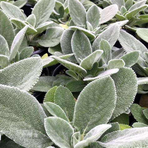 Stachys ‘Helene von Stein’ (Lamb’s Ear) Stachys Helen Von Stein, Lambs Ear Plant, House Inspection, Lamb Ears, Lambs Ears, Stachys Byzantina, Meadow Landscape, Sage Plant, Sensory Garden