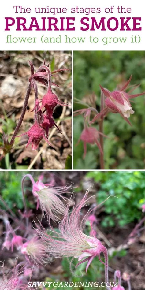 Colorado Plants, Prairie Wildflowers, Cash Crops, Prairie Flowers, Cream Tattoo, Front Landscape, Yard Plants, Prairie Planting, Tattoo Plant