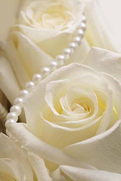 Roses And Pearls, Lemon Ice, Shower Centerpieces, Pearl And Lace, Beautiful Rose Flowers, Rose Cottage, Yellow Aesthetic, Shades Of White, Mellow Yellow