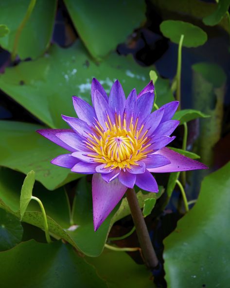 Lotus Flower Photography, Purple Lotus Flower, Filler Pics, Purple Lotus, Asian Flowers, Lotus Flower Art, Tattoo Reference, Flowers Wallpapers, Lotus Tattoo