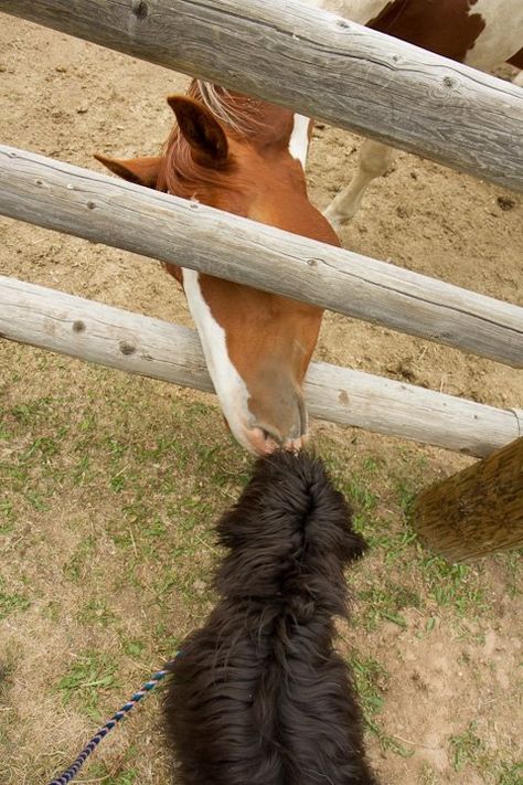 Curious Bergamasco Dogs Breeds, Dog Breed, Body Shapes, The Dog, Goats, Dog Breeds, Hunting, Composition, Horses