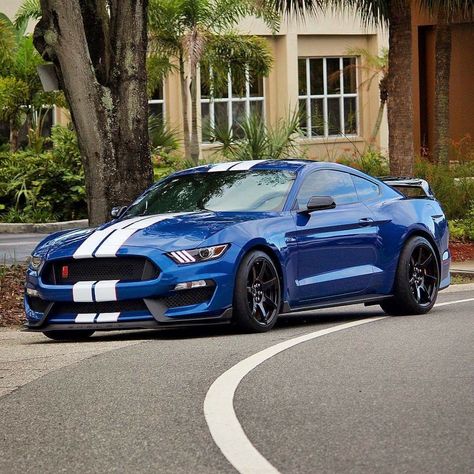 2015 Ford Mustang Shelby GT-350 Mustang Gt 350, 2015 Mustang Gt, Gt 350, Ford Mustang Shelby Gt, Shelby Mustang, Shelby Gt, Best Muscle Cars, 2015 Ford Mustang, Ford Shelby