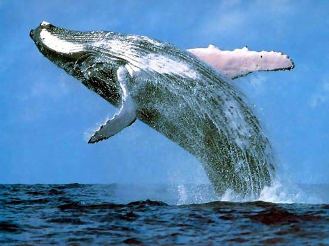 African Skies, Whale Gift, Salt Water Fishing, Coastal Holiday, A Whale, Marine Mammals, Humpback Whale, Western Cape, Blue Whale