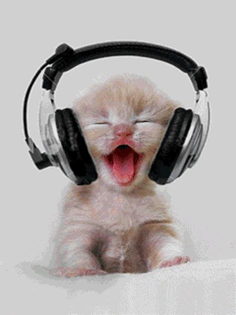 This kitty wants you to rock out with massive headphones. | 15 Cats Who Are Cheesing It Up For You Katt Diy, Image Chat, Baby Kittens, Cute Kittens, Cat Gif, Beautiful Cats, Baby Cats, 귀여운 동물, Cute Funny Animals