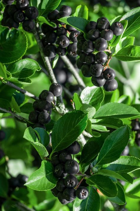 How to Grow Black Chokeberry Black Chokeberry Bush, Black Chokeberry, Fast Growing Shrubs, Red Fall, Fast Growing, Native Garden, Fall Foliage, Trees To Plant, Grapes