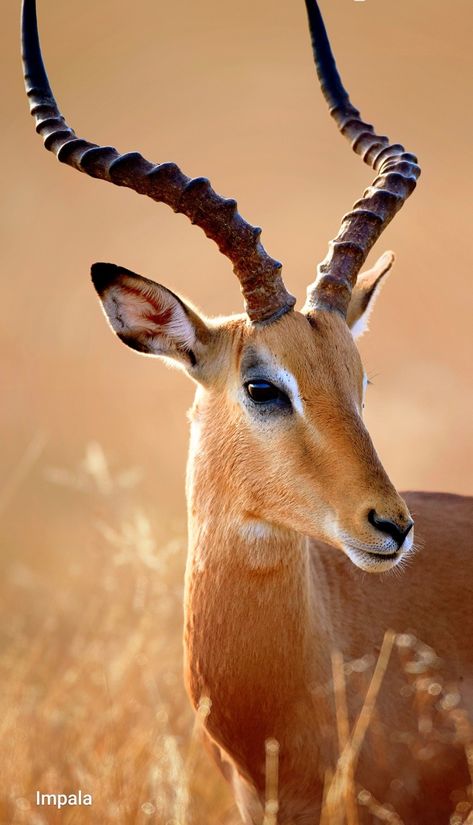 Impala Animal, South African Animals, African Animals Photography, African Wildlife Photography, Regard Animal, Wild Animals Pictures, Rare Animals, Arte Inspo, African Wildlife