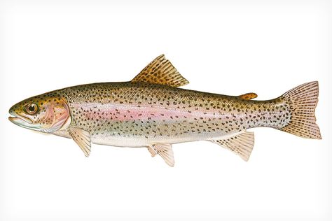 All About Rainbow Trout - Fly Fisherman Nita Engle, Cutthroat Trout, Brook Trout, Baby Fish, Fly Fisherman, Live Fish, Turkey Hunting, Brown Trout, Freshwater Fishing