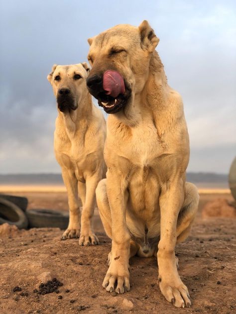 Two Beautiful SARABI Dog Breed Rural Dogs ❤️❤️ From @mr_samedanii Kika (Female) 1,5 Years Old Danger (Male) 1,5 Years Old Country 🇮🇷 Serbian Defense Dog, Convergent Thinking, Sarabi Dog, Dog Tongue, Guardian Dog, Bully Dogs, Protective Dogs, Rare Dog Breeds, K9 Unit