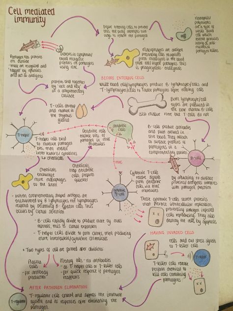 Cell mediated immunity Cell Mediated Immunity, Immunity Biology Notes, Immunity Study Notes, Immunology Study Notes, Immunity Notes, Immunology Aesthetic, Immune System Notes, Immunology Notes, Enzymes Biology