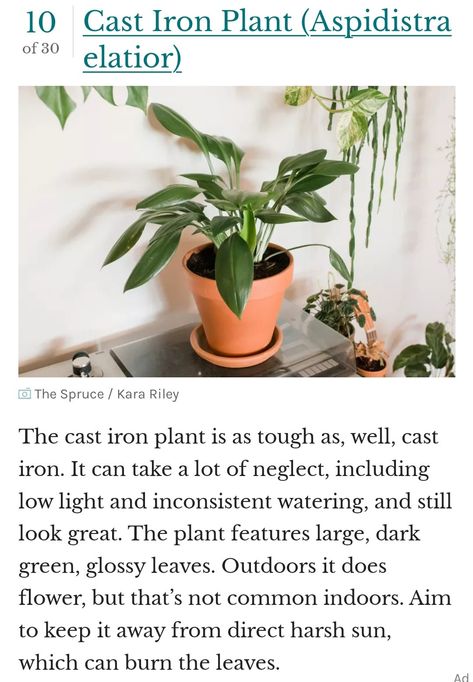 Cast Iron Plant Care, Cast Iron Plant, Iron Plant, Small Garden Design, Small Garden, Low Lights, Plant Care, Indoor Plants, Cast Iron