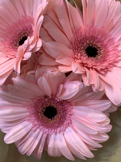 Gerber Flowers, Pink Gerber Daisy, Beautiful Screensavers, Market Flowers, Pink Gerbera, Inspiration Nature, Daisy Wallpaper, Gerber Daisies, Origami Stars