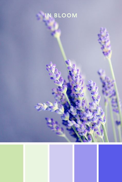 Color Palettes Spring, Lavender Color Palette, Purple Palette, Purple Color Palettes, Spring Palette, Spring Color Palette, Fresh Color Palette, Color Schemes Colour Palettes, Green Color Schemes