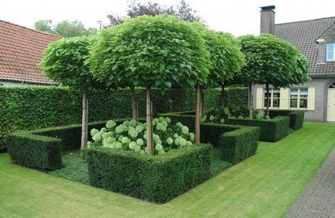 Fruit Trees Backyard, Boxwood Garden, Topiary Garden, Have Inspiration, Formal Gardens, Gorgeous Gardens, Garden Cottage, Country Gardening, Garden Diy