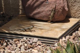 I recently had to clear out an old fire wood pile by our home. It had become infested with pack rats. If you have never had pack rats, count yourself lucky. These... Vase Centerpieces Diy, Wildlife Garden Design, Desert Lizards, Lizard Habitat, Sustainable Homestead, Frog House, Habitat Garden, Fire Wood, Wood Pile