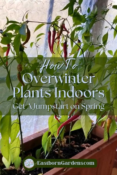 Cayenne Pepper Plants producing fruit indoors in a winter window sill. Image Text: "How to Overwinter Plants Indoors. Get a Jumpstart on Spring." - EastbornGardens.com Overwintering Plants, Autumn Gardening, Set Yourself Up For Success, Overwintering, Seasonal Garden, Autumn Garden, Winter Season, Step Guide, Gardening Tips