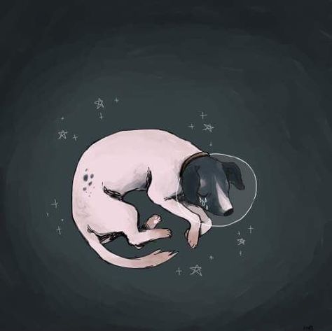 Dog Astronaut, Space Dog, Come Home, Discover Yourself, Express Yourself, A Place, Tumblr, Stars