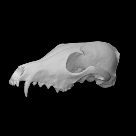 Skull Open Mouth, Red Fox Skull, Skull Side View, Fox Bones, Side View Drawing, Coyote Skull, Fox Skull, Female Fox, Skull Anatomy