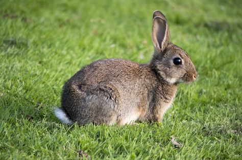 The European Rabbit is the ancestor of approximately 80 different breeds of domestic rabbits. Rhinelander Rabbit, Bunnies Pictures, European Rabbit, French Angora Rabbit, Rabbit Species, Aesthetic Rabbit, Nature Mural, Autumn Animal, Animal Reference Photos