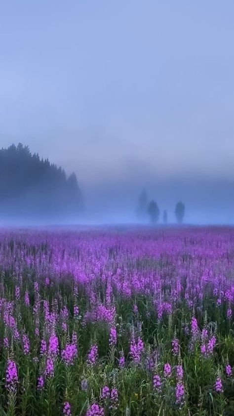 Pink Purple Green Aesthetic, Purple Dreamy Aesthetic, Environment References, Nature Purple, Dark Lavender, Lavender Aesthetic, Nothing But Flowers, Fantasy Forest, Pretty Landscapes