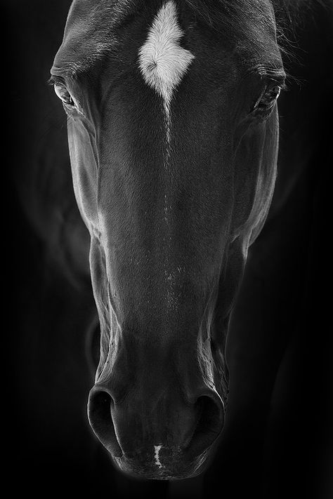 Seed Shop, Horse Portrait, Horse Drawings, All The Pretty Horses, Horse Sculpture, Equine Art, Cute Horses, Equine Photography, Horse Photos