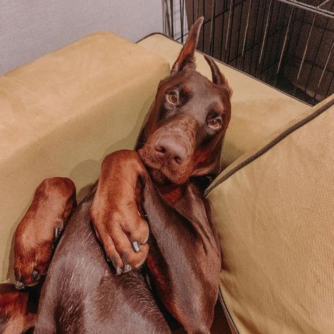 15 Doberman Pinscher Pics That’ll Keep You Smiling Through the Rest of This Winter Doberman Pinscher Funny, Loyal Dog Breeds, Black Doberman, Doberman Puppy, Guard Dogs, Doberman Pinscher, How Big Is Baby, Prove It, Doberman