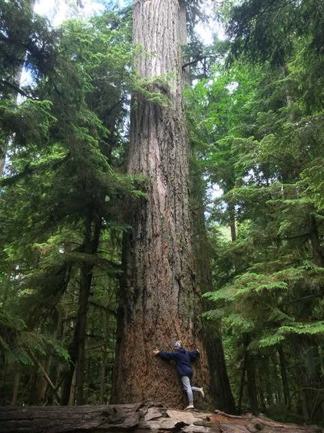 Canadian rainforest. An 800 year old tree. This tree was over 300 years old when Columbus first arrived. Cathedral Grove, Vancouver Island, British Columbia. Old Tree, Island Art, Vancouver Island, British Columbia, Columbus, Vancouver, Year Old, Art Projects, Columbia