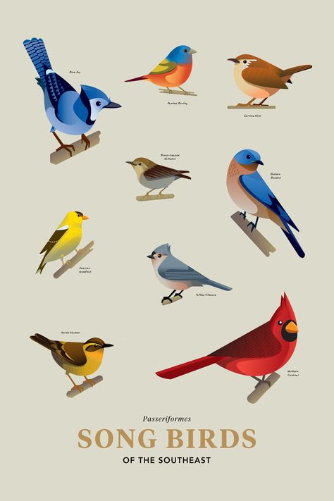 Charming stylized illustration of Songbirds of the Southeast, a great addition to any gallery wall or gift to a bird-watching hobbyist. To see more visit the Posternaut Shop Front: https://www.etsy.com/shop/Posternaut Details -it is unframed. -Crisp Handmade Graphics and Stylized Typography -Printed on High Quality Gloss Paper 170g/m -11x17, 18x24, and 24x36 sizes available (inches) Standard Poster size for easy framing Stylized Bird Drawing, Bird Watching Illustration, Simple Bird Illustration, Bird Illustration Drawing, Bird Illustration Design, Stylized Typography, Nest Illustration, Bird Graphic Design, Bird Digital Art