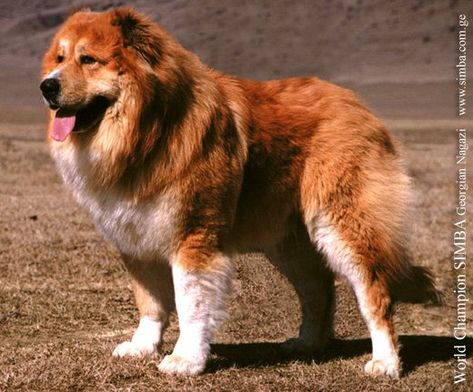 Georgian Shepherd, Georgian Mountain Dog, Qartuli Nagazi, Nagazi Georgian Shepherd, Caucasian Shepherd, Raining Cats And Dogs, Water Dog, Mixed Breed Dogs, Mountain Dog, It's Raining, Dog Sledding, Mountain Dogs