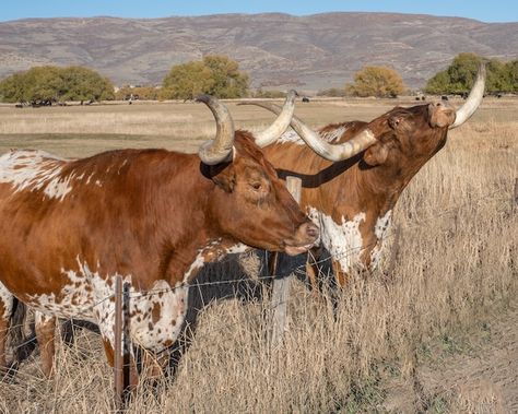 Free photo longhorn steers | Free Photo #Freepik #freephoto #longhorn #cattle #bull #cattle-farm Cattle Farm, Longhorn Steer, Longhorn Cattle, Texas Longhorns, Free Photo, Free Photos, Texas, Stock Photos, Quick Saves