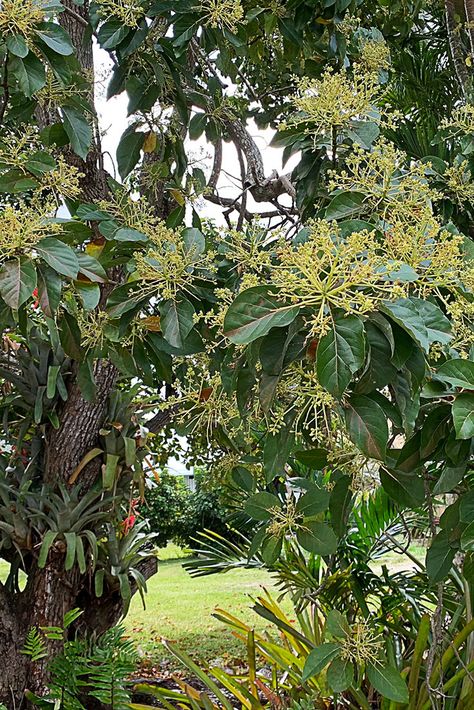 Tropical Avocado, Avocado Trees, Grow Avocado, Southern Florida, Inspiration Photoshoot, Tropical Sun, Avocado Tree, Fruit Picking, New Fruit