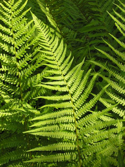 Dryopteris Filix-mas, Fern Moss, Leaves Photography, Australian Trees, Education Logo Design, Ferns Garden, Inspiration Artwork, Eco Art, Leaf Photography