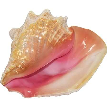 Conch Seashell, Seashell Pink, Big Shell, Conch Shells, Hot Halloween Outfits, Big Sea, Shell Decor, Futuristic Cars, Conch Shell