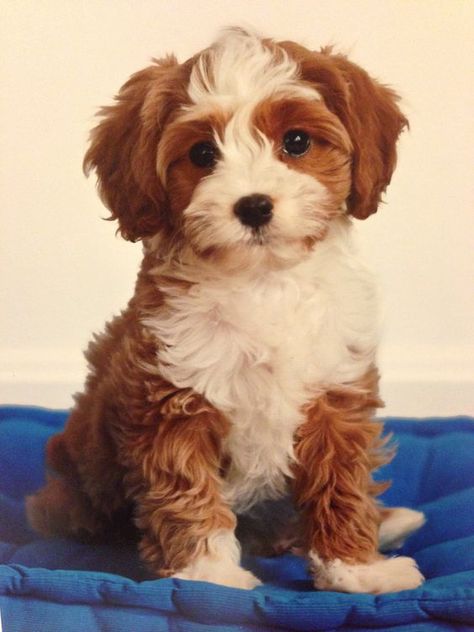 Cavapoo (Cavalier King Charles Spaniel Poodle Mix) Poodle Mix Breeds, Poodle Mix Puppies, King Charles Cavalier Spaniel Puppy, Cavapoo Puppies, Dog Mixes, Popular Dog Breeds, Spaniel Puppies, Poodle Mix, Mixed Breed Dogs