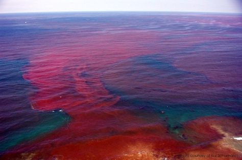 Crimson tide or red tide, caused by plankton. Segi Lima, Red Tide, Gulf Coast Florida, End Of Days, San Diego County, Gulf Of Mexico, Natural Phenomena, Gulf Coast, West Coast