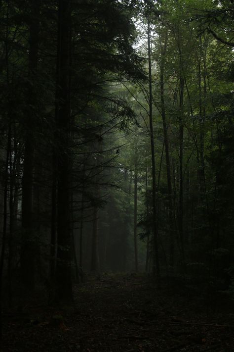 Dark Weather, Dark Grunge Aesthetic, Dark Naturalism, Dark Forest Aesthetic, Dark Green Aesthetic, Slytherin Aesthetic, Foggy Forest, Dark Nature Aesthetic, Fantasy Forest