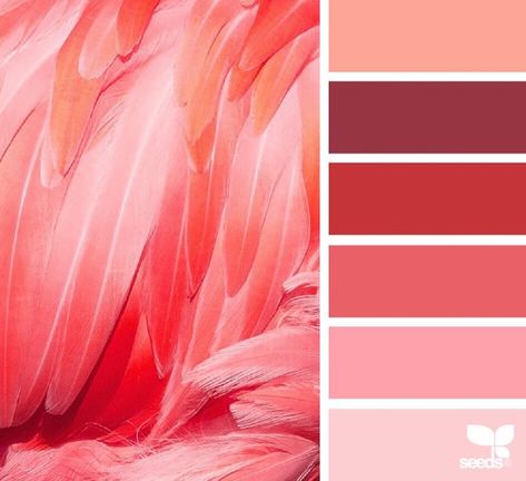 Flamingo Color, Seeds Color, Brand Color Palette, Design Seeds, Color Palette Design, Pink Flamingo, Colour Schemes, Color Pallets, Color Swatches