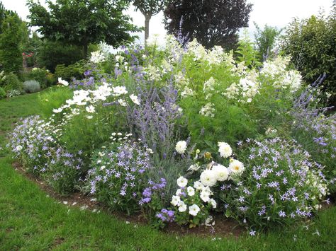 Hydrangea paniculata kyushu, Perovskia, Cosmos & Felicia Native Plant Landscape, Front Yard Plants, Hydrangea Paniculata, British Garden, Cottage Garden Design, Purple Garden, Moon Garden, Pollinator Garden, Blue Garden