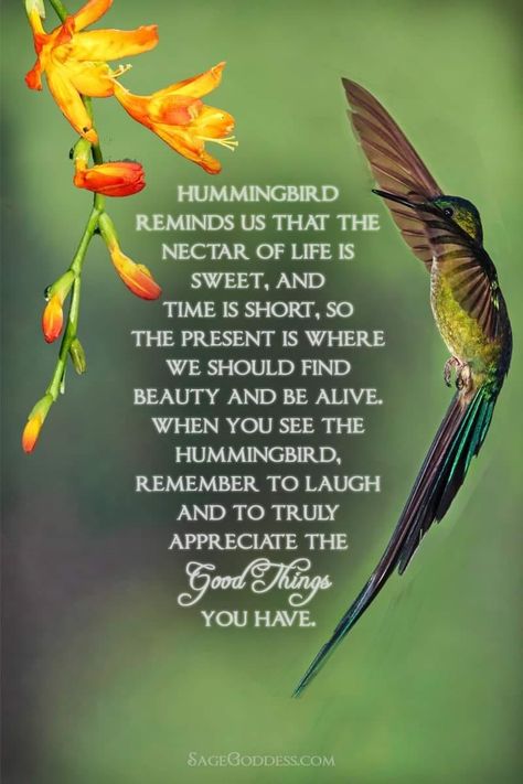 Hummingbird Spiritual Meaning, Hummingbird Quotes, Hummingbird Meaning, Animal Perfume, Hummingbird Symbolism, Princess Letters, Spirit Animal Meaning, Animal Meanings, Funny Life Lessons