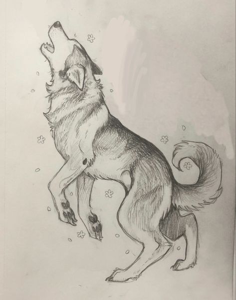 Sketch of a tattoo design of my doggo How To Draw Husky, Wolf Drawing Sketch Simple, Background Art Ideas Simple, Husky Drawing Sketches, Dog Drawing Husky, Eagle Art Draw, Shepard Tattoo, Wolf Drawing Sketch, Wolf Drawing Reference