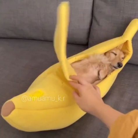 Dachshund Bed, Funny Banana, 2023 Funny, Doxie Puppies, Dachshund Love, Instagram Funny, Cuteness Overload, Funny Cute, Dachshund