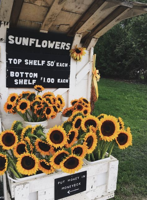 ♡ Sunflowers for sale ♡ Summer Dreaming, Happy Vibes, Yellow Aesthetic, The Grass, Mellow Yellow, Happy Colors, Flower Child, On Display, Wall Collage