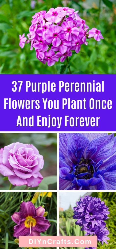 Purple Perennials, Perennial Garden Plans, Purple Flowers Garden, Hardy Geranium, Perennial Flowers, Purple Plants, Purple Garden, Perennial Garden, Flowers Perennials