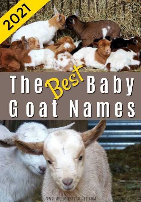 Goat Names, Farm Life Aesthetic, Goat Pet, Types Of Goats, Sheep Names, Goats For Sale, Miniature Goats, Goat Pen, Mini Goats