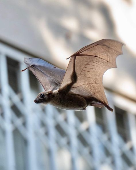 Bat Anatomy, Fox Bat, Bat Animal, Bat Flying, Fruit Bat, Animal Study, Wildlife Animals, Weird Animals, Birds Flying