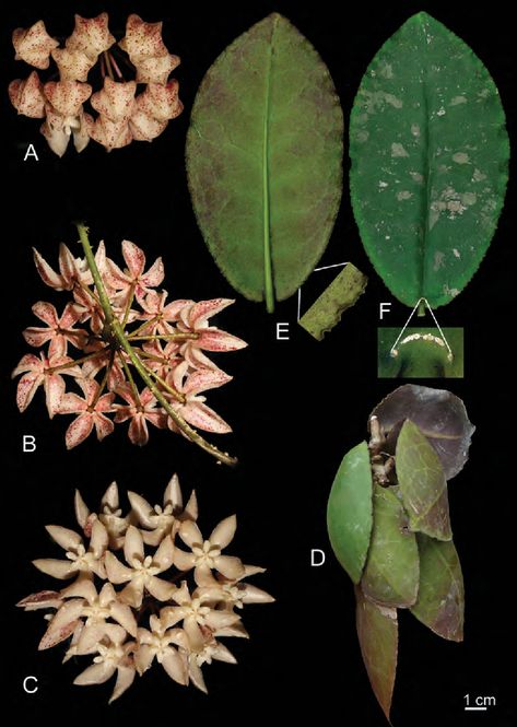 [PDF] Hoya undulata (Apocynaceae, Asclepiadoideae), a new myrmecophytic species from Borneo, and typification of H. darwinii | Semantic Scholar Biliran Island, Wax Flowers, Fairy Houses, Garden Crafts, Top View, Plant Life, Ants, Outdoor Garden, Secret Garden