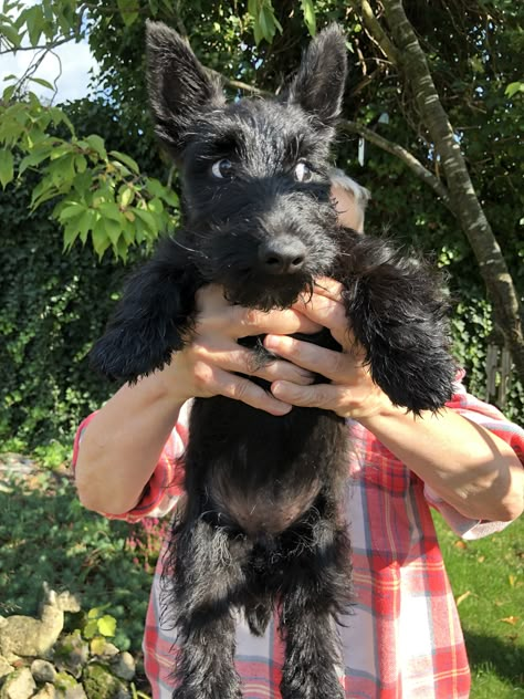 Brown Ragdoll Cat, Scottie Dog Puppy, Scotties Dog, Scottish Terrier Puppy, Scottie Terrier, Dream Pet, Cute Animal Pics, Emotional Support Animal, Scottie Dogs