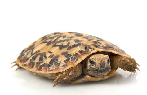 Pancake Tortoise for sale Raising Tortoises, Pancake Tortoise, Big Tortoise, Freshwater Turtles, Kawaii Turtle, Tortoise Food, Cute Tortoise, Galapagos Tortoise, Prehistoric Creatures