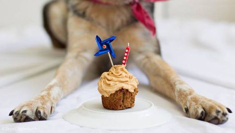 How to Make a Dog Birthday Cake Pupcake Recipe, Dogs Cake, Dog Birthday Cake Recipe, Dog Cake Recipes, Cupcake Day, Sugar Free Cake, Apple And Peanut Butter, Dog Birthday Cake, Dog Cakes