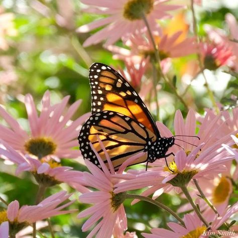 Kim Smith Films Butterflies In Flowers, Butterflies Aesthetic, Butterfly On A Flower, Wildflowers And Butterflies, Kim Smith, Fish Tank Terrarium, Beautiful Butterfly Photography, Tattoo Butterfly, Farm Paintings